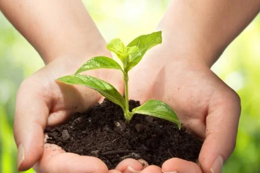 Hände halten Erde mit Pflanze